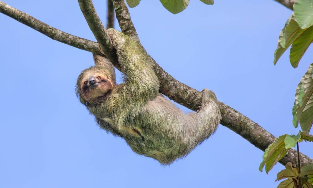 A sloth hanging from a branch somewhere in Costa Rica while looking at the camera.