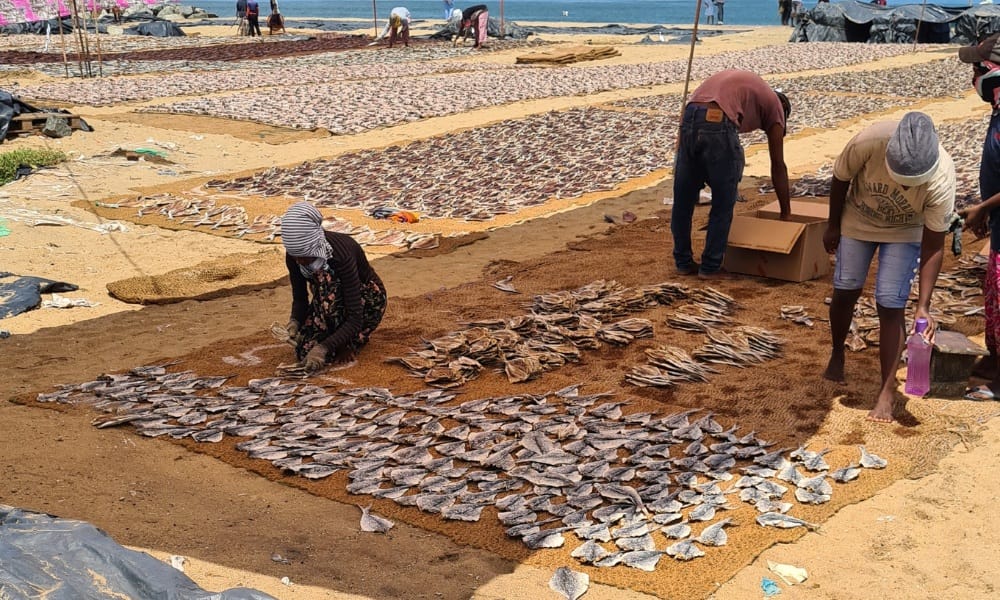 people drying 1000s of fish on a yellow sandy beach in Sri Lanka. This is a great thing to add to your itinerary.