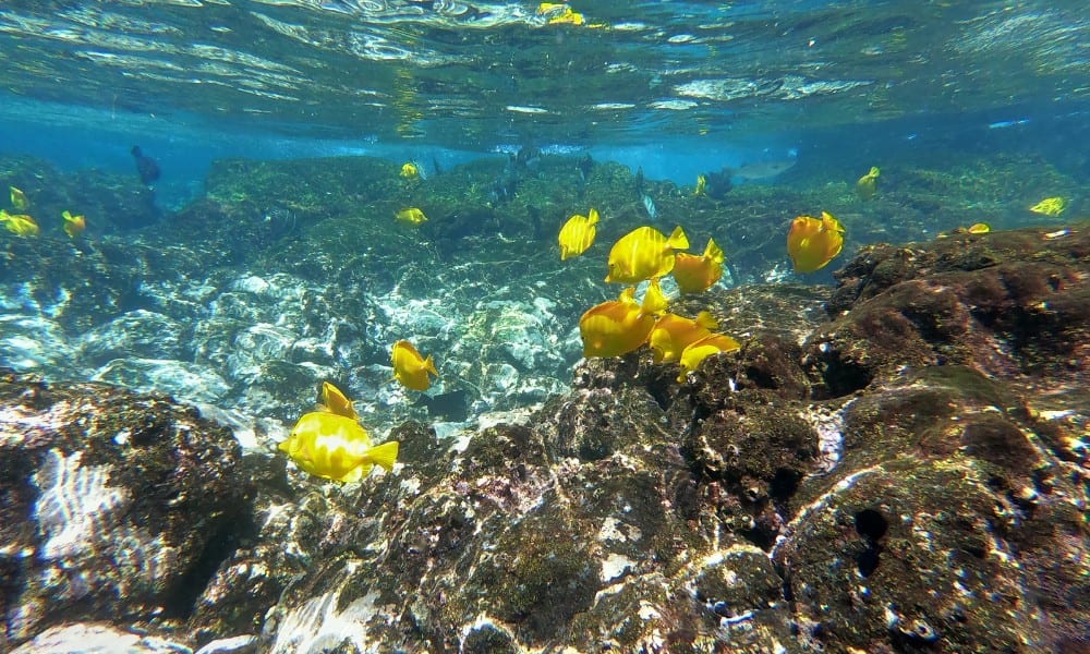 Yellow fish swimming about coral in shallow water. Kealakekua is one of the best snorkeling spots on Big Island.