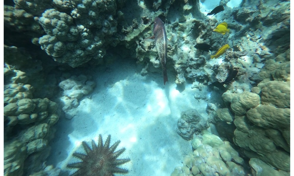 A large starfish and tropical fish under water near the seabed surrounded by coral. Kealakekua Bay is one of the best snorkeling spots on big island Hawaii. 