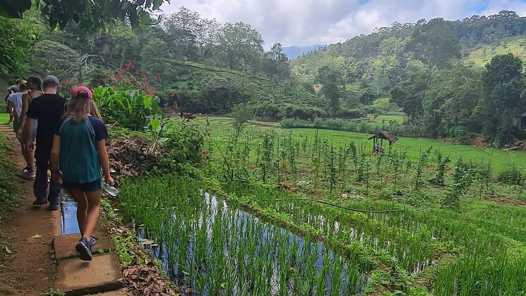 A family walking away along a path with a large green farm to their right and green trees on hills in the distance. Part of the Ella Rock Hike. 