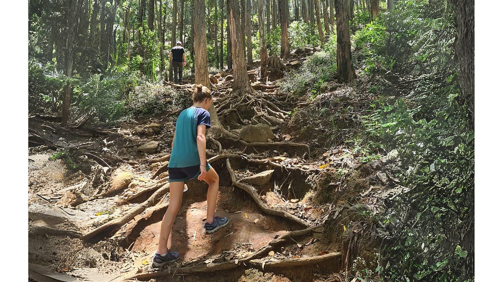 Kids climbing uphill through trees where the roots have become steps on the path. Sun rays onto the path in Ella, Sri Lanka.