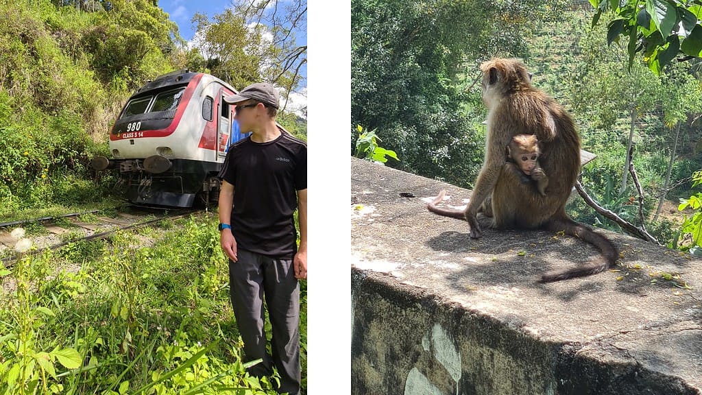 Split photo. On the left a kid standing by train tracking watching a 980 red, white and blue train pass surrounded by green grass and verge. Photo on right mum monkey sat on a wall facing away into a green tea plantation holding a baby monkey looking at the camera. Part of the Ella Rock Hike, in Sri Lanka.