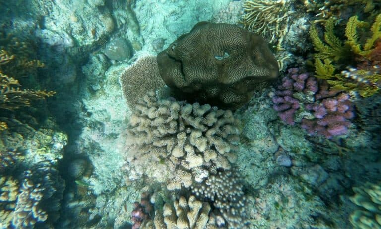 Underwater view of different sorts of coral on the Great Barrier Reef in Australia