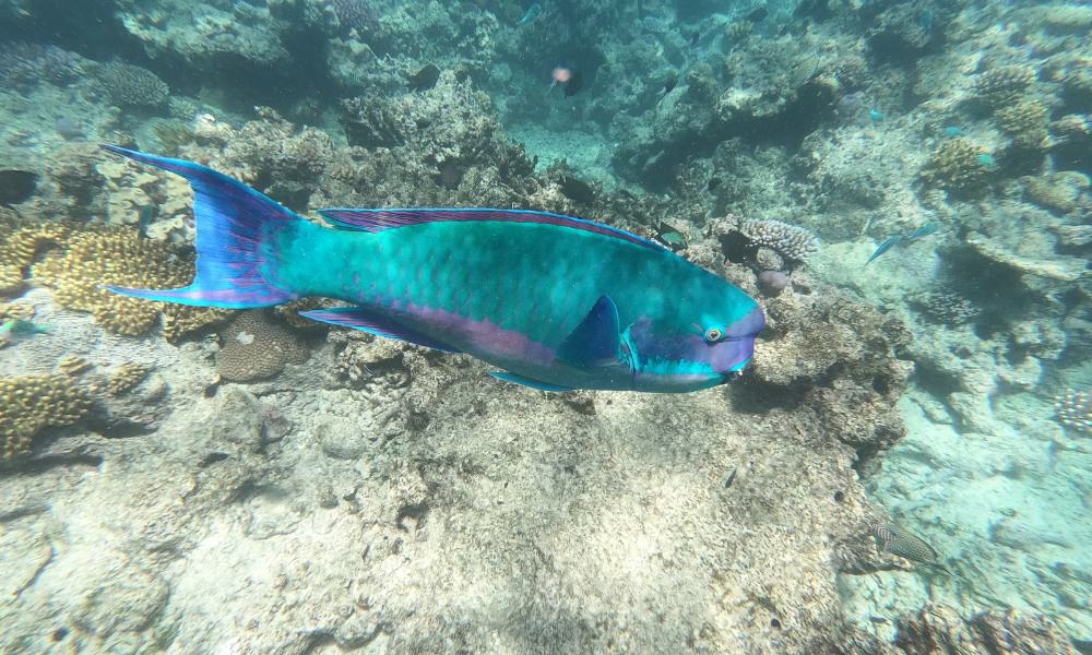 Large green and purple fish swimming in the sea surrounded by brown coral at the Great Barrier Reef.