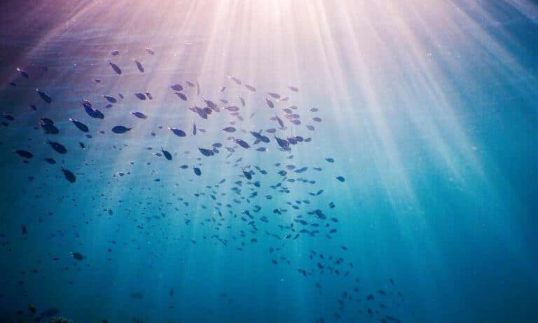 Sun rays shining through water with fish. Ideal time to snorkel in Costa Rica