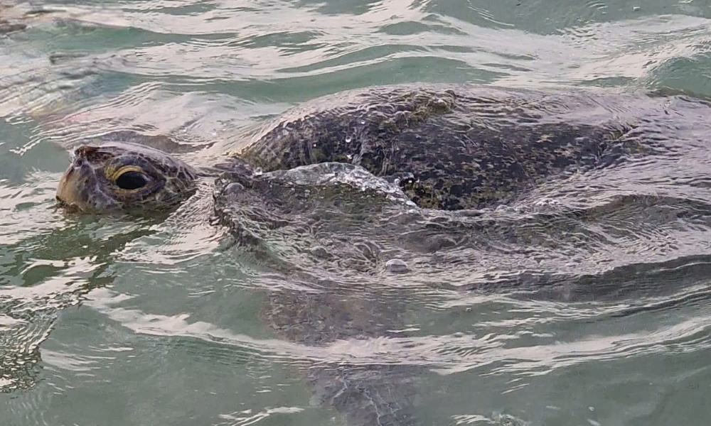 Sea turles swimming with its shell and head out of the sea in Sri Lanka.