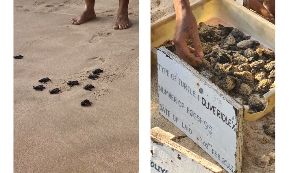 Tiny black baby hatchling turtles in a box and on sand on a beach in Mirissa.