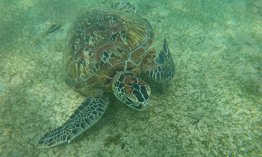 A brown and black marked turtle on the bottom of the ocean in Sri Lanka