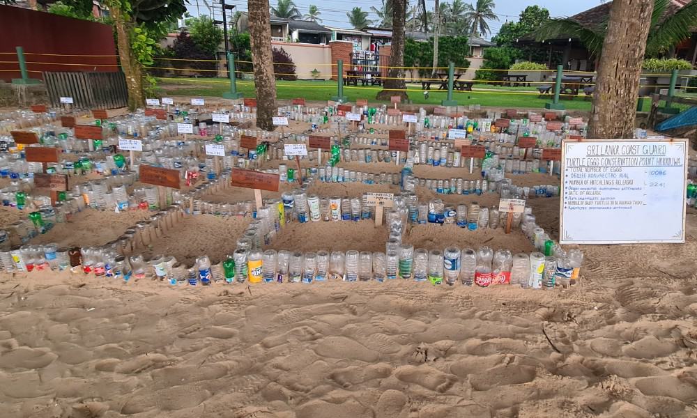 A grid marked with plastic bottles on a yellow sand beach with buildings. A hatchling release site at Hikkaduwa Beach Sri Lanka.