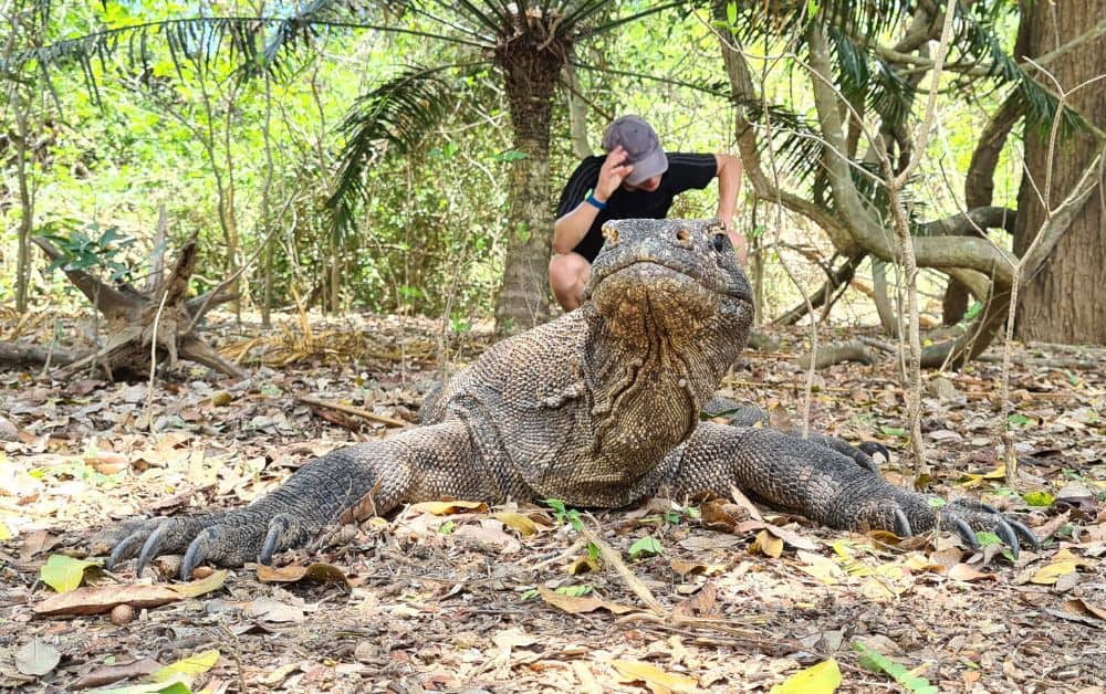 A kid behind a large Komodo dragon in the woods. This is a bucket list destination.