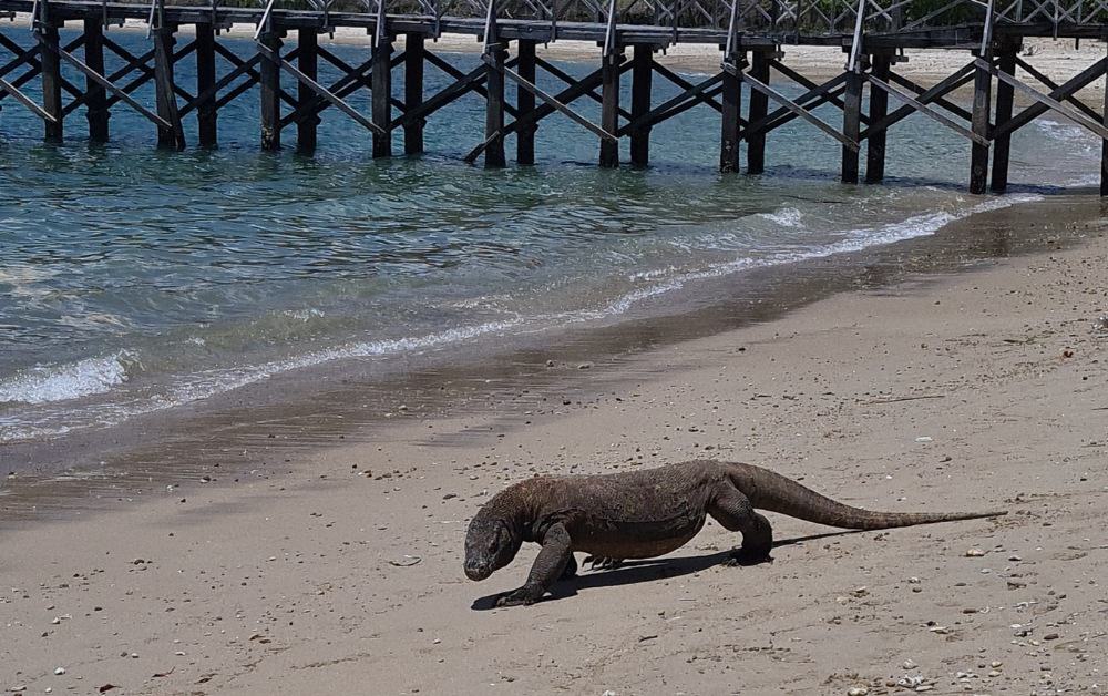 A large Komodo Dragon walking down the beach to the sea with a pier behind. 