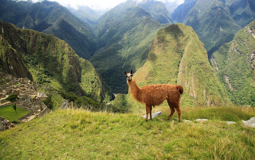 A brown llama standing on grass in front of grass covered mountains at Machu Picchu - a great reason to visit.