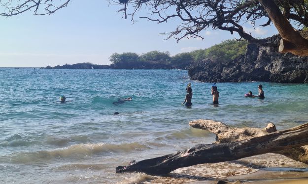 A sandy beach and ocean lined with trees and volcanic rock. Families are snorkelling in the ocean on Hawaii.