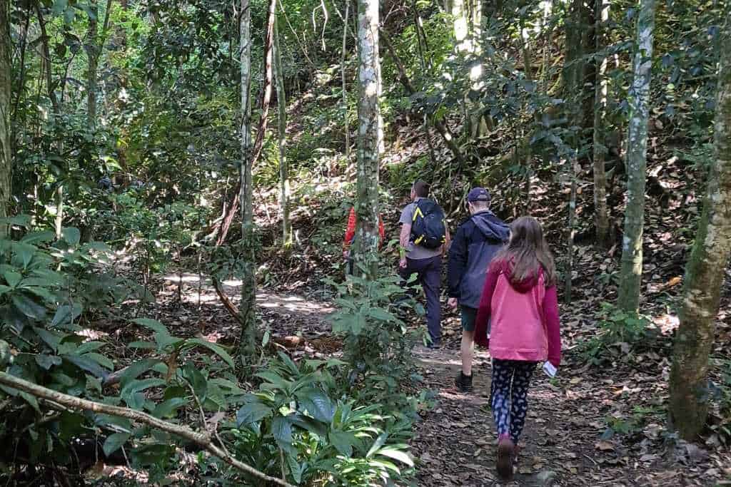 Kids hiking with family on a path through rainforest.