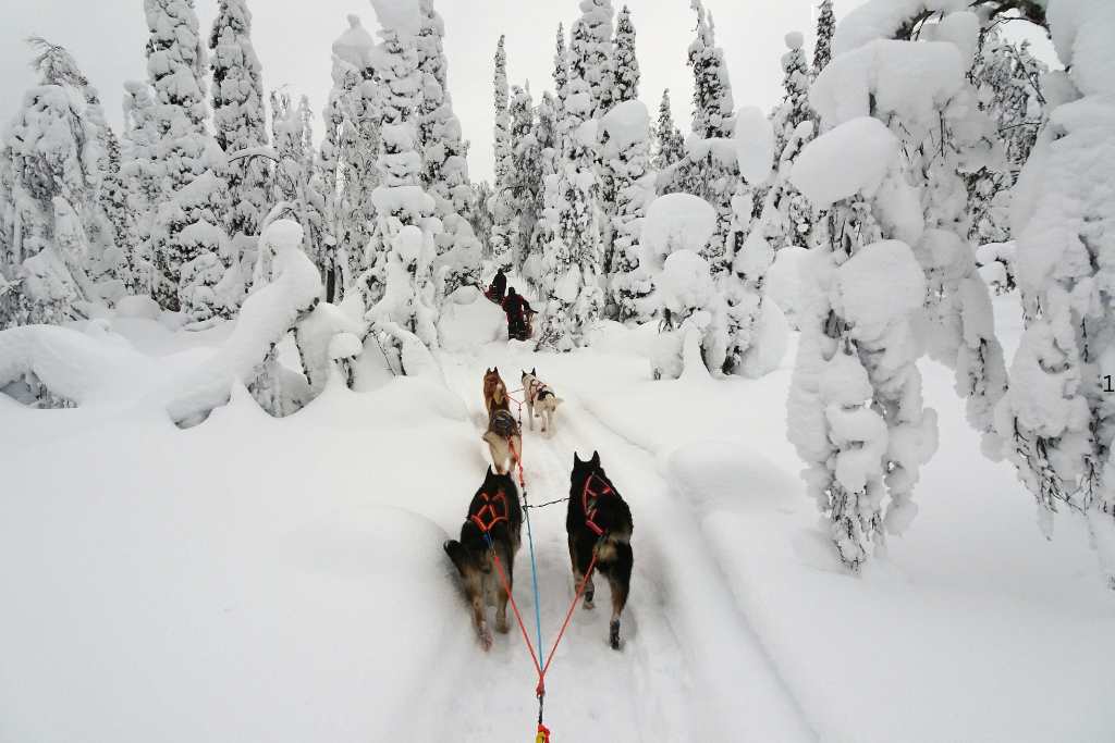 Dogs puling a sledge through trees covered in thick white snow in Lapland in winter.