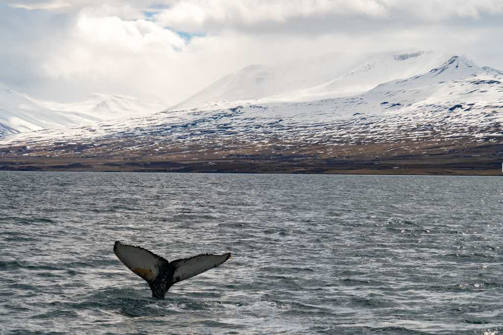 Whale tail out of water in a snowy place.