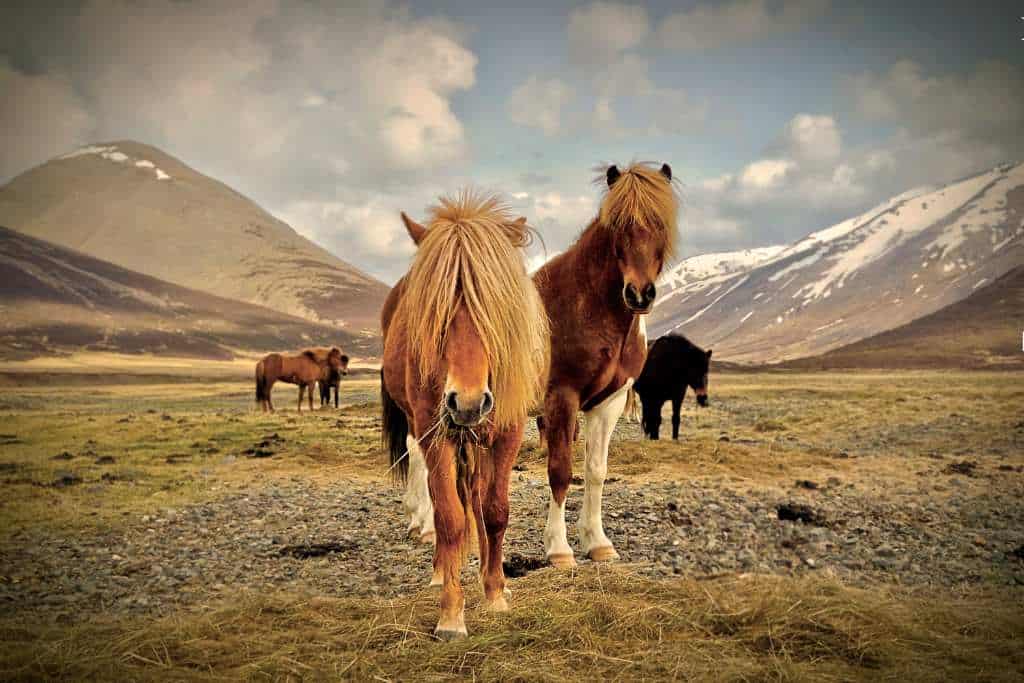 Horses stood in a field with hills in the distance