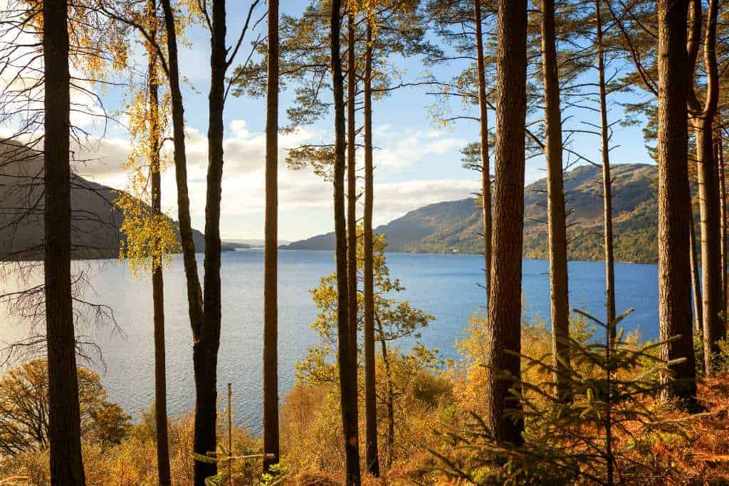 Thin trees with a view over a loch and mountain