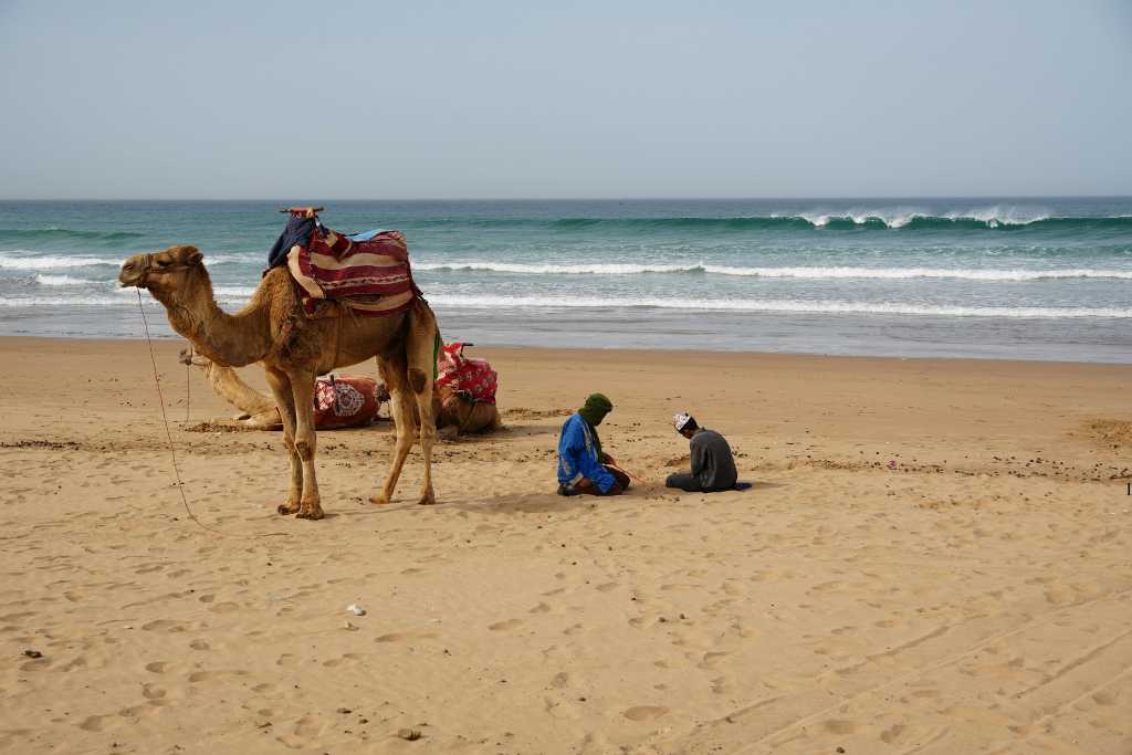 A camel and men on yellow sand with waves in the sea on a popular beach in Morocco.