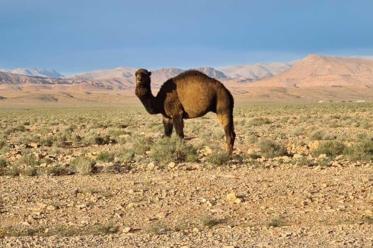 A one humped camel in a desert in Morocco with mountains in the distance while keeping a safe distance.