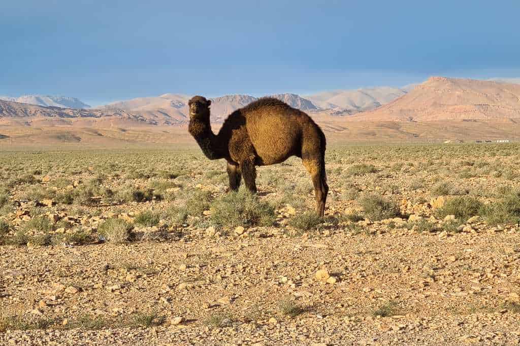 A one humped camel looking in a desert in Morocco.