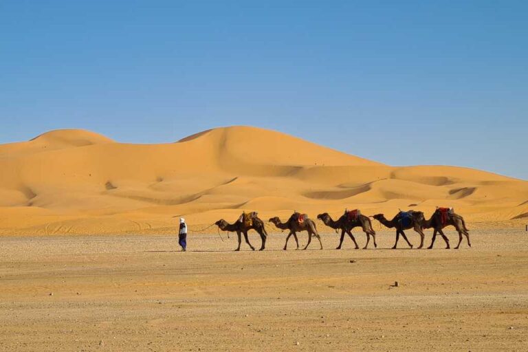 A camel train led through the desert by a nomad. A common sight when road tripping in the Sahara Desert Morocco.