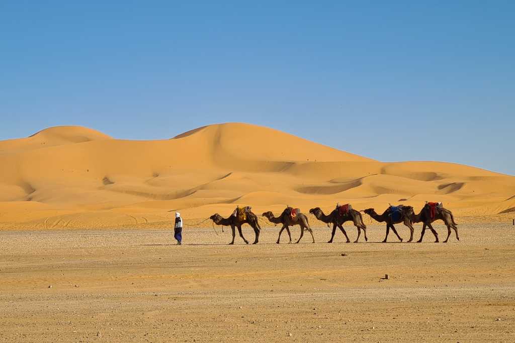 A camel train led through the desert by a nomad in the Sahara Desert Morocco.