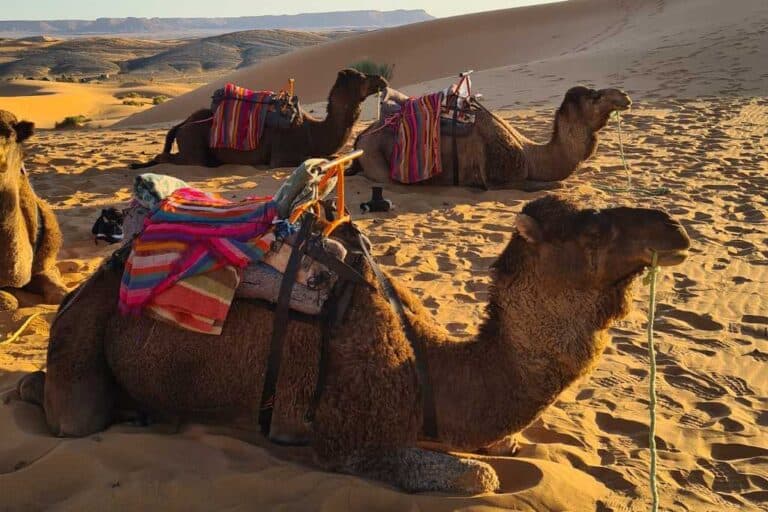 Camels laying in the sand with colourful saddles ready to take families for a ride. A memorable thing to do with kids in Morocco.