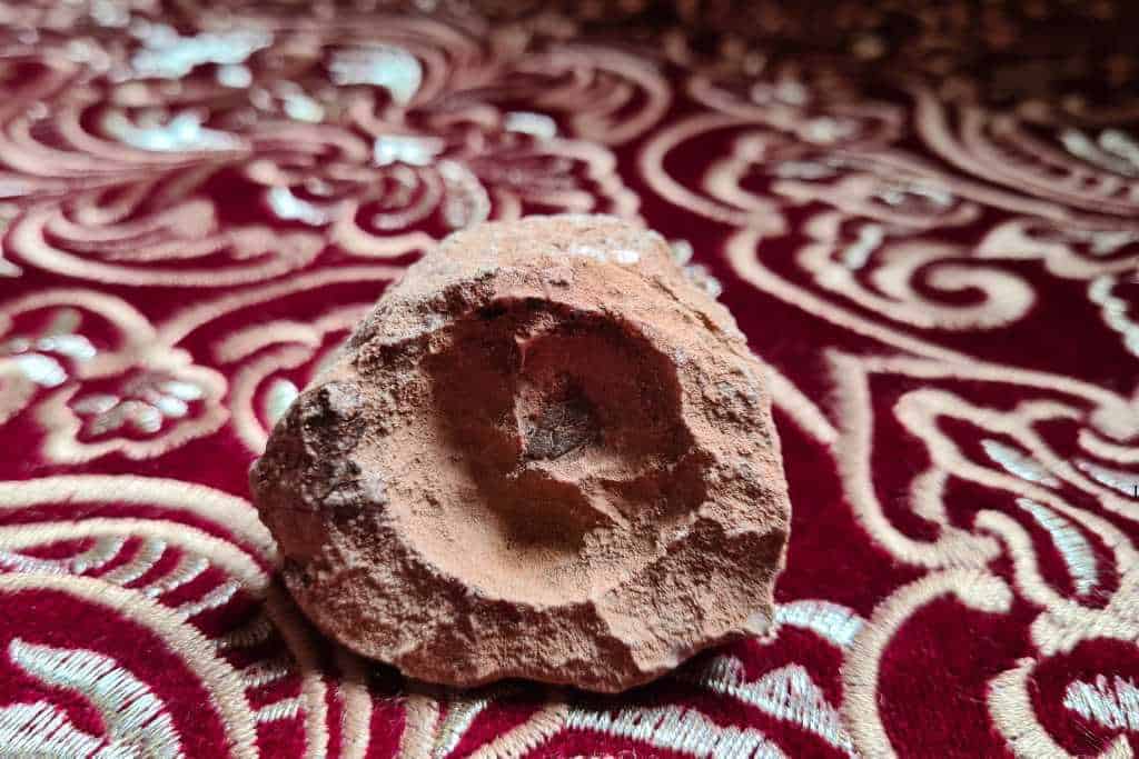 A fossil in a rock found by kids fossil hunting in Morocco.