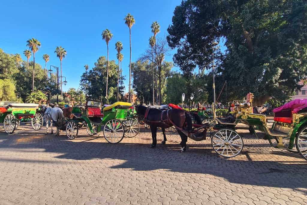 A line of horse drawn carriages standing on a bricked street lined with palm trees in Marakech.