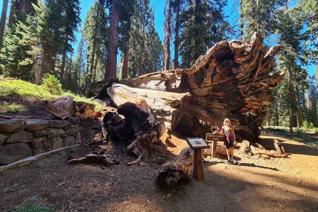 A kid stood in the shadows of a huge fallen tree in Yosemite National Park.