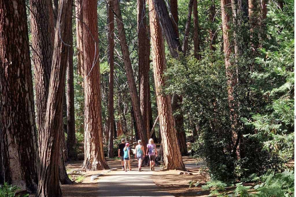 A family hiking in tall trees in Yosemite National Park.